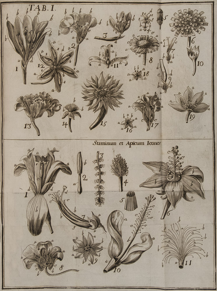 056b_Giulio-Pontedera_Anthologia-sive-de-floris-naturae_Tavola