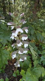 acanthus mollis acanto