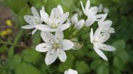 allium neapolitanum aglio napoletano