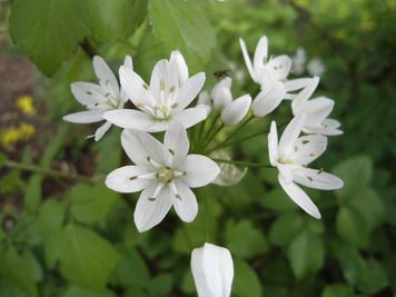 allium neapolitanum aglio napoletano