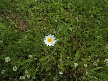 anthemis arvensis camomilla