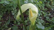 arum italicum calla selvatica