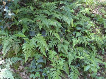 asplenium onopteris asplenio maggiore