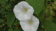 calystegia sylvatica vilucchio maggiore