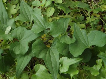 dioscorea communis tamaro