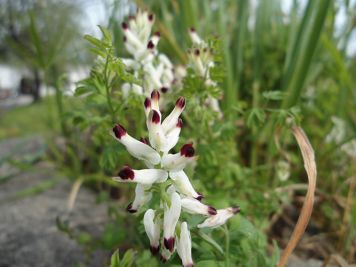 fumaria capreolata fumaria bianca