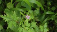 geranium purpureum geranio purpureo