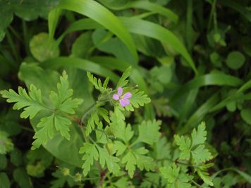 geranium purpureum geranio purpureo