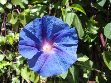 ipomoea acuminata campanella