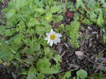 leucanthemum vulgare pratolina