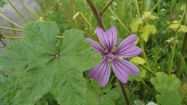 malva sylvestris malva selvatica