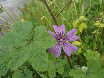 malva sylvestris malva selvatica