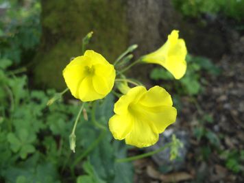 oxalis pes caprae acetosella gialla