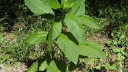 phytolacca americana amaranto