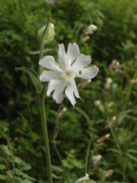 silene latifolia silene alba