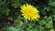 sonchus asper crespigno comune