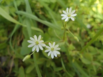 stellaria neglecta centocchio a fiori grandi