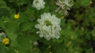 trifolium repens trifoglio bianco