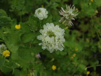 trifolium repens trifoglio bianco