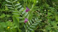 vicia sativa veccia