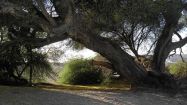 16 centenary acacia tree grown into an ancient well